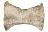 Triassic Phytosaur (Rutiodon) Vertebra - Texas #265686-1